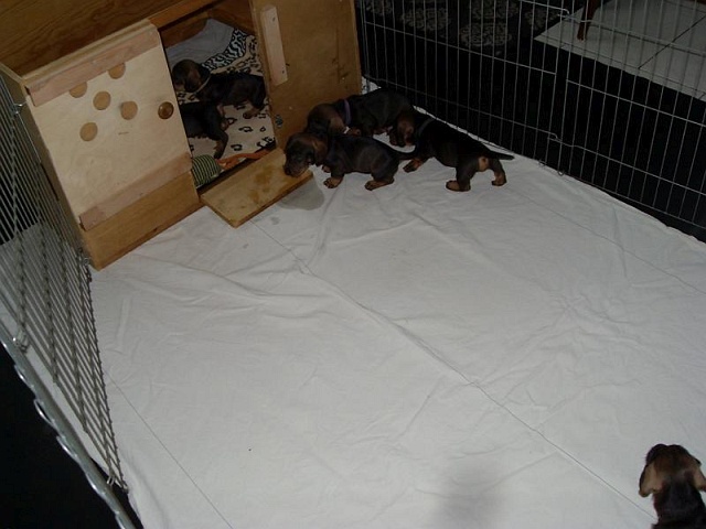 Welpen 12.05.2020 - 1242