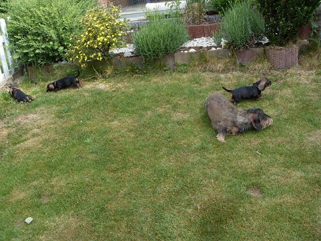 Welpen 29.05.2020 - 1243