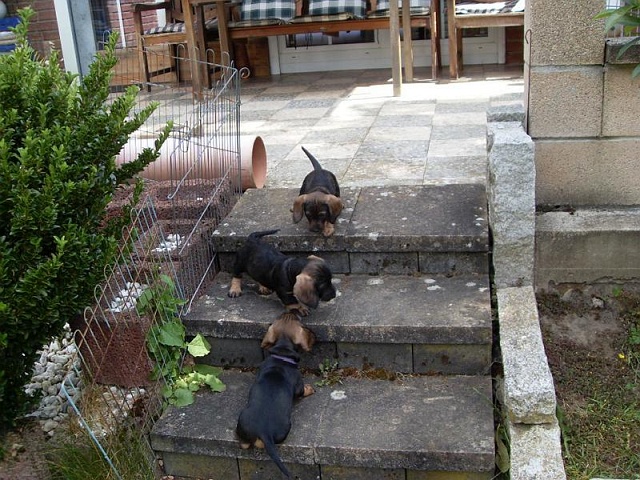 Welpen 29.05.2020 - 1244