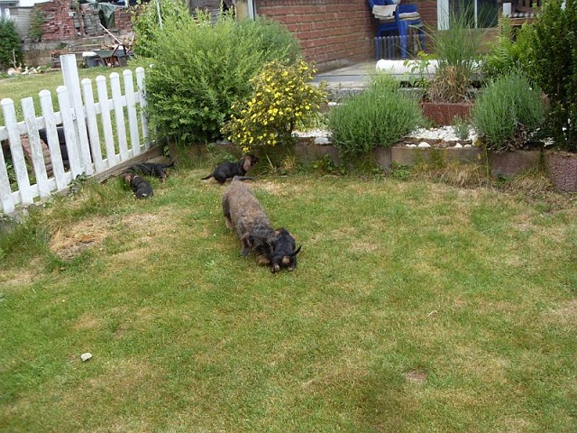 Welpen 29.05.2020 - 1245