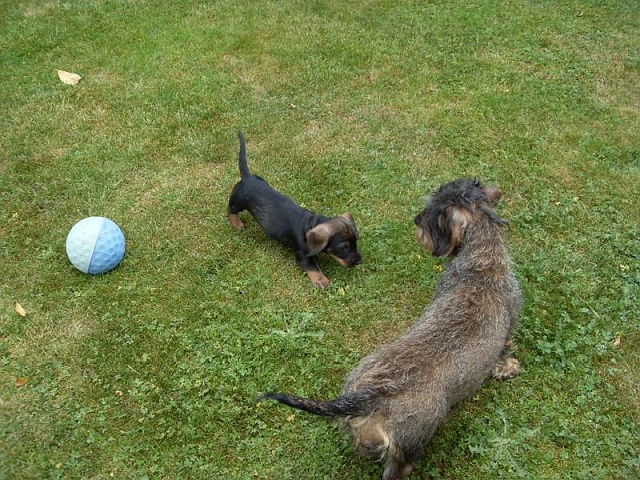 Welpen 29.05.2020 - 1246