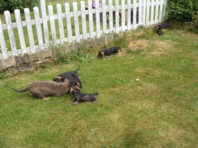 Welpen 29.05.2020 - 1247