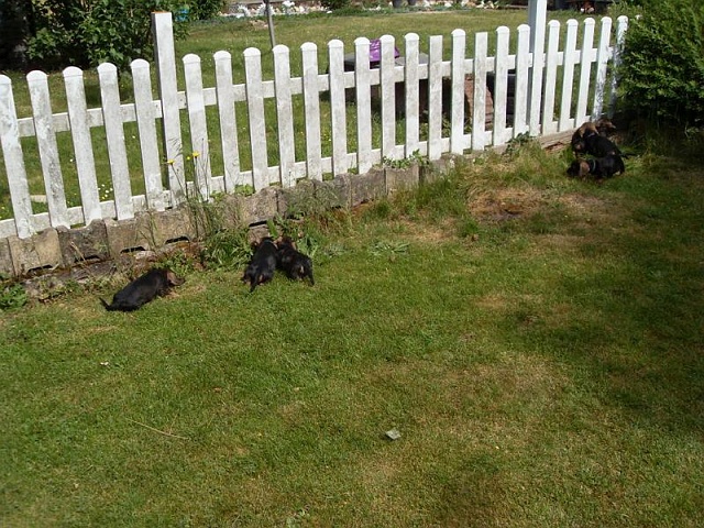 Welpen 29.05.2020 - 1248