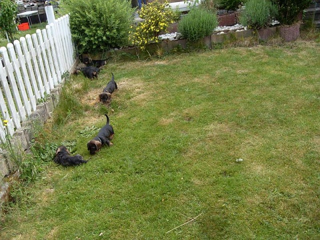 Welpen 29.05.2020 - 1249