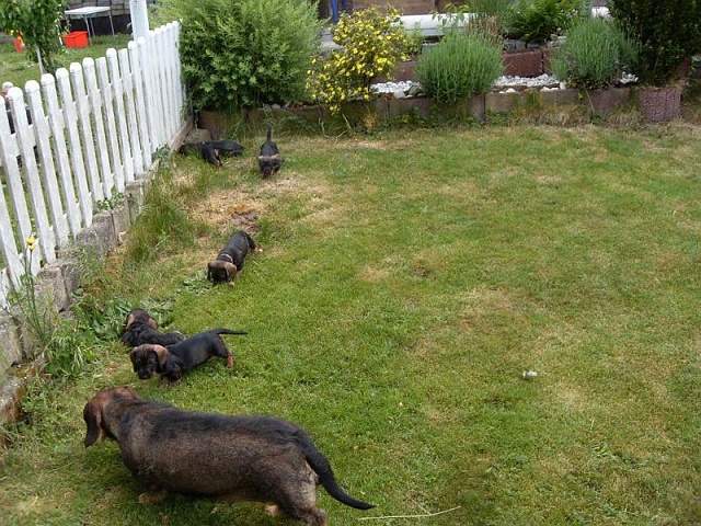 Welpen 29.05.2020 - 1250