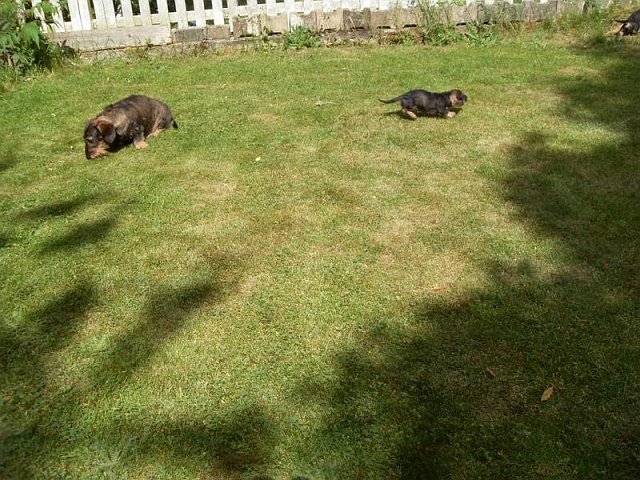 Welpen 29.05.2020 - 1251