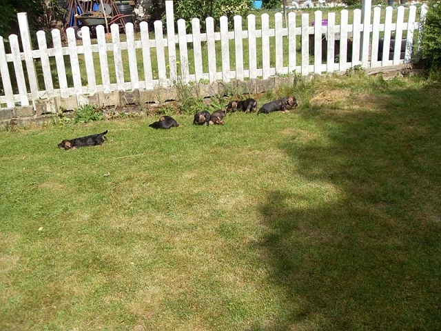 Welpen 29.05.2020 - 1252